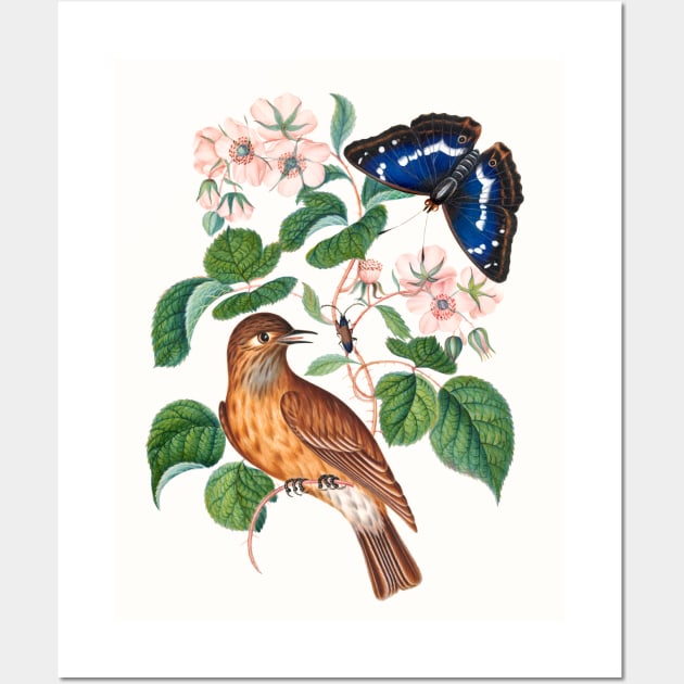 Spotted flycatcher and eggs, bramble and Purple Emperor and longhorned beetle Wall Art by WAITE-SMITH VINTAGE ART